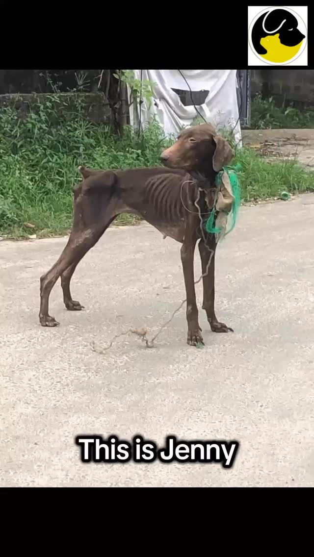 • Meet Jenny 🐾
She was abandoned, scared and fighting to breathe 😢
When we found jenny, a rope had cut deep into her neck. but we refused to leave her behind 💫
With our love and care, she healed ✨
Now she’s safe, happy and finally living the life she deserves 🐶
Thank you for giving dogs like jenny a second chance ♥️