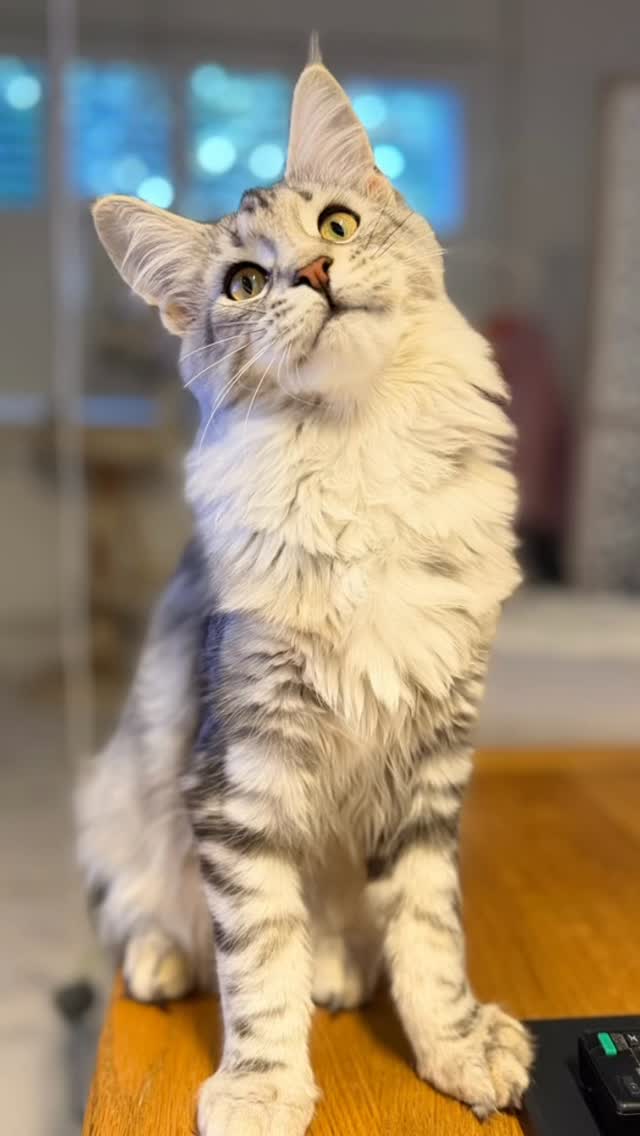 #mainecoon #sapphirecoons #kittenoftheday #catsforyou #gccf