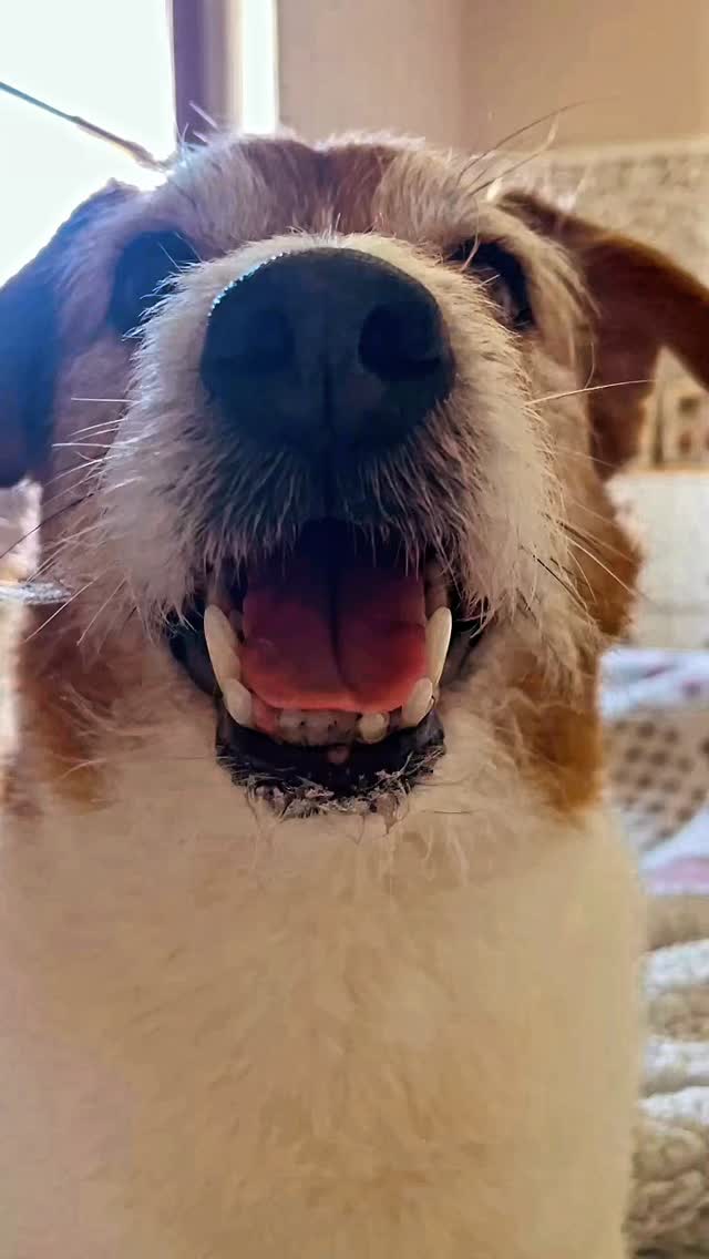 L’amore mio ❤️ 🔥🐾 Hell Boy 🔥🐾❤️ #jackrussell #cucciolijackrussell #allevamentojackrussell