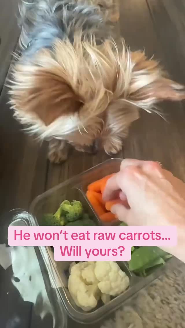 You ever cook like you’re on a full-blown cooking show…
music going, vibes right, feeling like a 5-star chef…
…and then your Yorkie looks at the plate like you just served betrayal? 😅🐾
I swear, I could hand him something handcrafted with love…
and he’s over there holding out for something imaginary.
Being a Yorkie mom is basically running a restaurant where the customer never tips and always complains 😂
👇 Be honest…
Is your dog a “eat anything” type… or a full-blown food critic with standards?
#YorkieLife #DogMomLife #PickyEater #YorkieMom