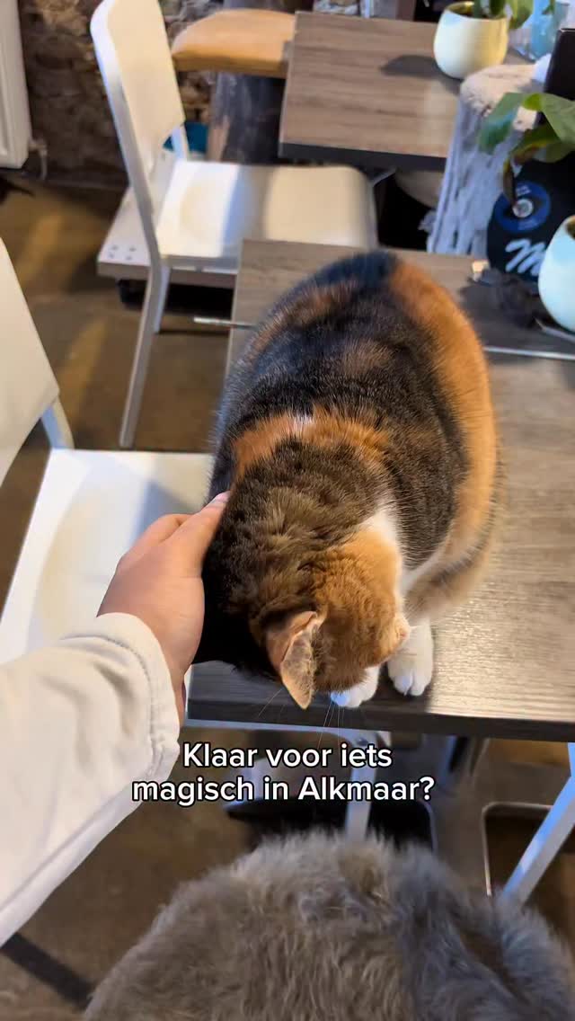 Een creatieve middag vol magie in Alkmaar! 🎨✨
Op 17 mei komt In @dehogehoed naar ons kattencafé voor een heel bijzondere workshop. Je gaat je eigen huisdier schilderen met een unieke lichtprojectie-techniek. Het is super makkelijk, dus iedereen kan een meesterwerk maken! 🖼️🐾
Terwijl jij schildert, houden onze 10 katten een oogje in het zeil (en komen ze vast even kijken of je het goed doet). 🐈⬛
🗓 Wanneer: 17 mei
🎨 Host: In De Hoge Hoed
Wil jij deze unieke ervaring niet missen? De plekken zijn beperkt! Reserveer nu via de link in onze bio. 🎟👇
#alkmaar #huisdierportret #kattencafe #uitinalkmaar #creatiefalkmaar