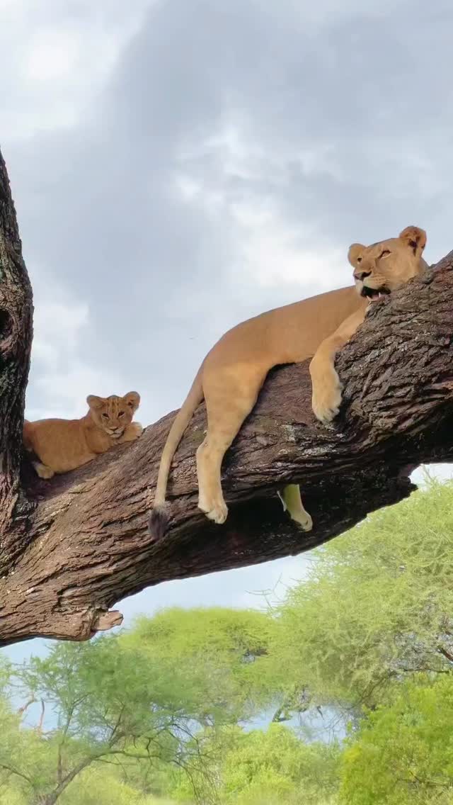 Watching tree -climbing lion in its natural habitat is very rare and a breathtaking moment you will never forget.
Let Wenzi travel start your wild story
WhatsApp: +255769 992 291
Email: info@wenzitravel.com