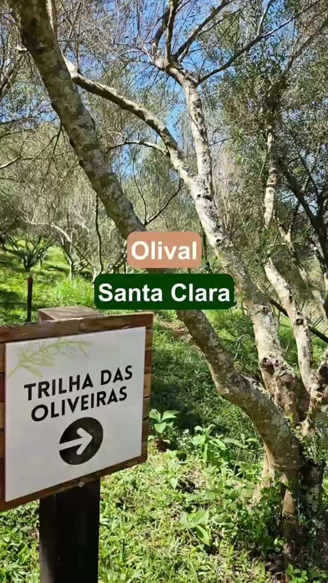 Na caixa de maio do Mantiqueirias, tem um azeite não filtrado do @olivaissantaclara, de Cambuí MG. Esta safra tem sido uma das melhores dos últimos anos aqui na Mantiqueira por conta do inverno mais rigoroso no ano passado, uma condição para as oliveiras florescerem e frutificarem. Aqui, o casal Tainã e Marco conta um pouco do trabalho em um olival. Quer garantir esse e outros produtos artesanais? Acesse o site (link na Bio) e veja os planos de 6 e 12 meses, ou a compra de uma caixa avulsa. Entrega nos estados de MG e SP, onde o Sedex não leve mais do que um dia, despachando das cidades de Gonçalves e São Paulo. #mantiqueira #clubedeassinatura #pequenoprodutor #azeitedamantiqueira #diadasmaes
