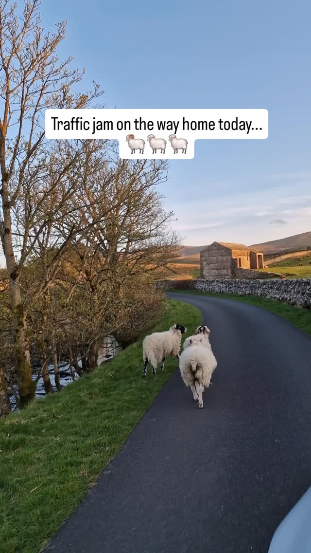 Sometimes you've just got to wait for the local traffic and remember this is why you moved here 🤣