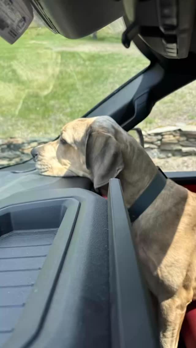 It’s not possible for Sebastian to ride in the car like a normal dog. #shopdog #skishop #bikeshop #vermont #greatdanepuppy