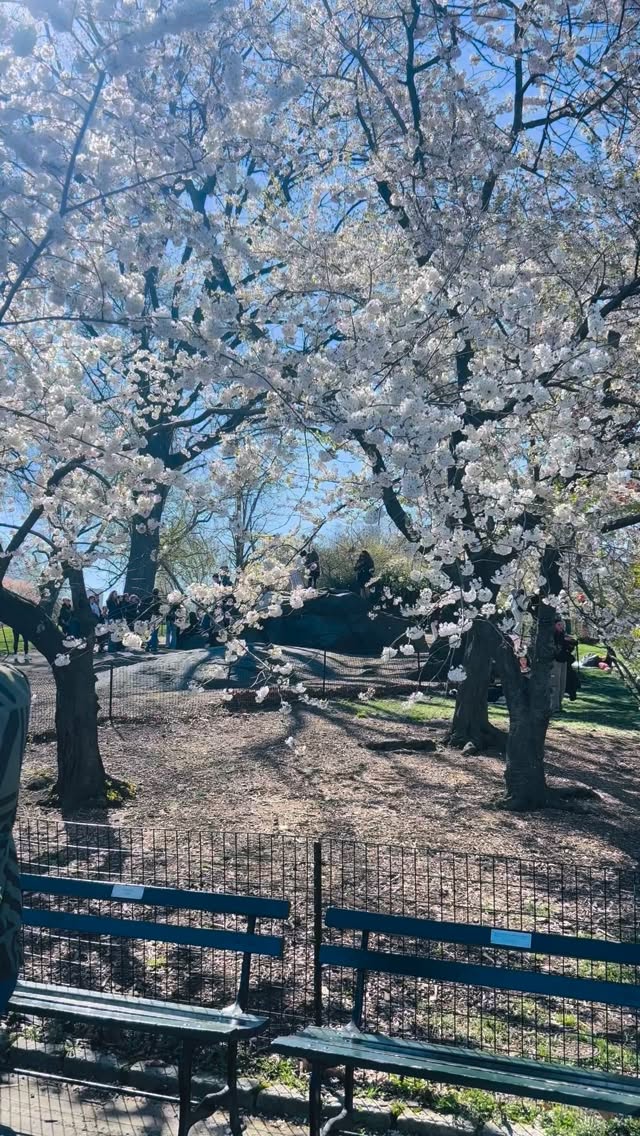 Signs of spring from Cherry Hill! We’re reopening for summer on April 20th — with a couple of pre-opening classes this week to ease back in: Wed + Thurs at 12 PM. Register at the link in bio.
#CentralParkPilates
#NYCPilates
#OutdoorPilates
#SpringFitness
#thingstodoinnyc