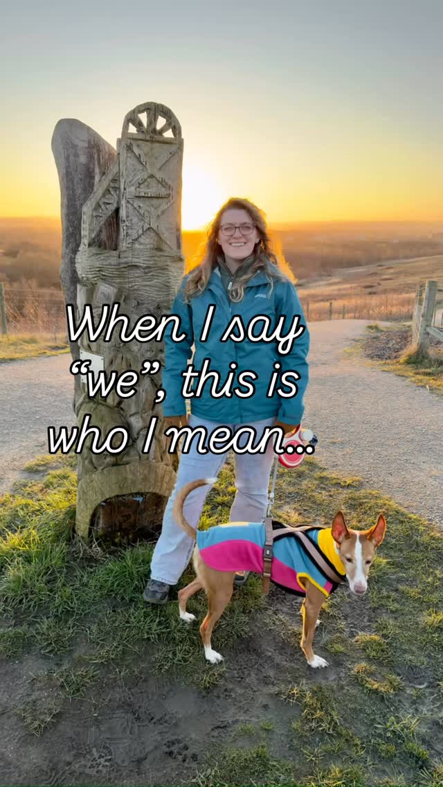 Taco: Chief Break Coordinator / Chaos Merchant / Landscaper
No real bees were harmed in the making of this reel 😬
#buisnessowner #podenco #entomology #naturalhistory #businessdogs