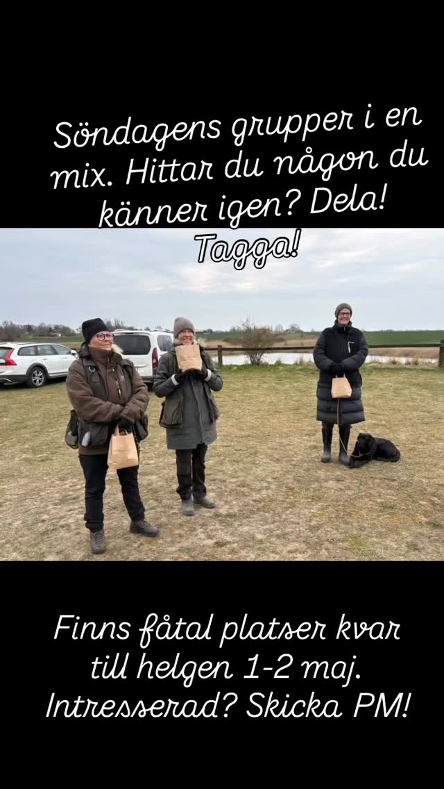 Söndagens grupper i en härlig mix! Finns fåtal platser för nästa helg 1-2 maj. Framför allt finns det plats för spaniels 😊 #teamolsen #teamolsenforthewin #levadrömmen #gundogtraining #hundträning