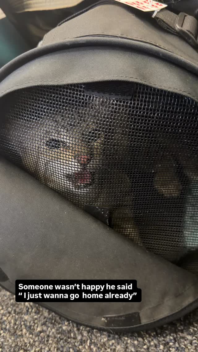 Airport life is not for him 😂 #bengal #bengalkitten #bengalcats #fyp #cat