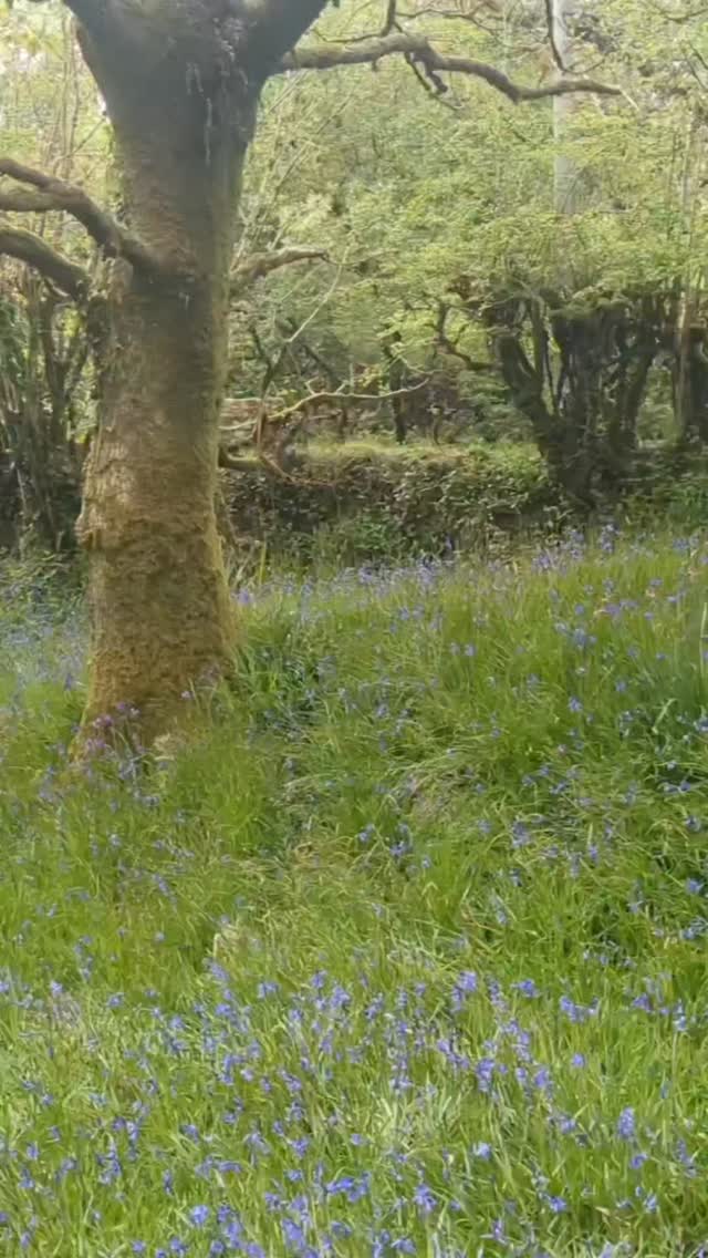 And just like that the bluebells are out. We still have some availability left in April and May to enjoy these beautiful flowers. Click on link in BIO to book. X
#bluebellseason #wildflowers #holidaycottagesuk #dartmoornationalpark #dartmoorholidaycottage