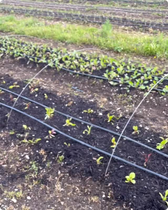 Die Nächste sind noch recht kalt mit 2-3 C und so packen wir unsere Pflanzen unter ein schützendes Dach. #bioland #taunus #marketgarden #marktgarten #solawi