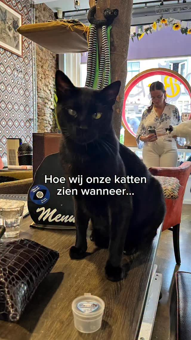 Onze katten zijn misschien klein… maar in onze hoofden zijn ze compleet dramatisch 😼✨
Kom ze in het echt ontmoeten (iets minder intens, maar net zo leuk).
#kattencafe #kattenliefde #cats #alkmaar #fypnl