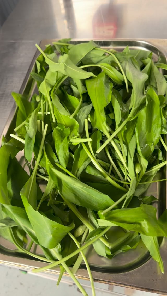 Episode 4
We’re turning foraged wild garlic into something that lasts homemade wild garlic powder
From forest floor to flavour-packed sprinkle… this is how we keep that punchy, garlicky goodness going all year long.
Simple, seasonal, and seriously satisfying
Would you try making your own?
#WildGarlic #Foraging #SeasonalEating #Homemade #FromNature FoodReels WildFood GarlicLovers