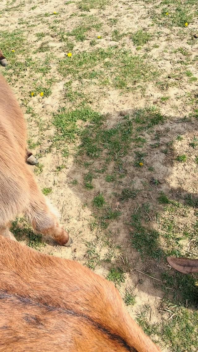 Treat time is the best time 🐐🐑🤎🤍
#TreatTime #FarmLife #HappyAnimals #RedWagonFarmNJ #FarmVibes