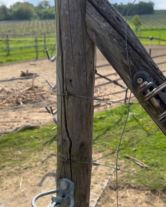 🌳
Jippie-jippie 🚀
Wo isses grad am schönsten? 🤗
Na klar 🥰 …..auf der Weide!
😁
#frühling #anweiden #lamas #alpakas #esel