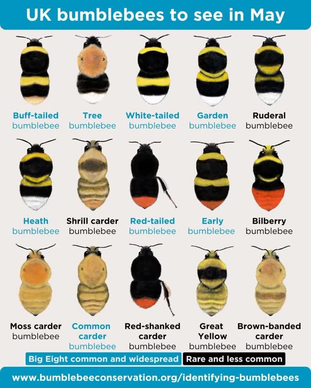 Bumble Beeβs to see in May π
#moortolife #moorbees #moortolifecic