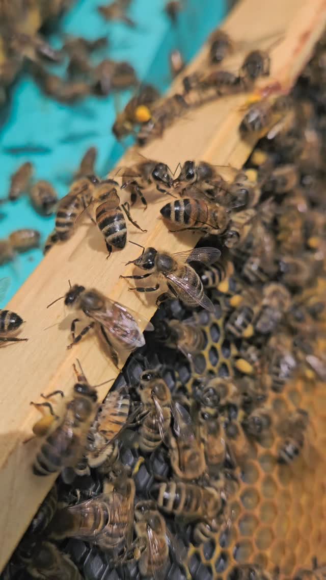 Spring is here, bringing a bouquet of precious blooms — a true feast for the bees. As flowers begin to open, our bees are hard at work gathering nectar and pollen, helping gardens, orchards, and wild plants thrive along the way.
Every blossom matters in supporting healthy pollinators and the season ahead at Woodland Bees.
#localhoney #bees🐝