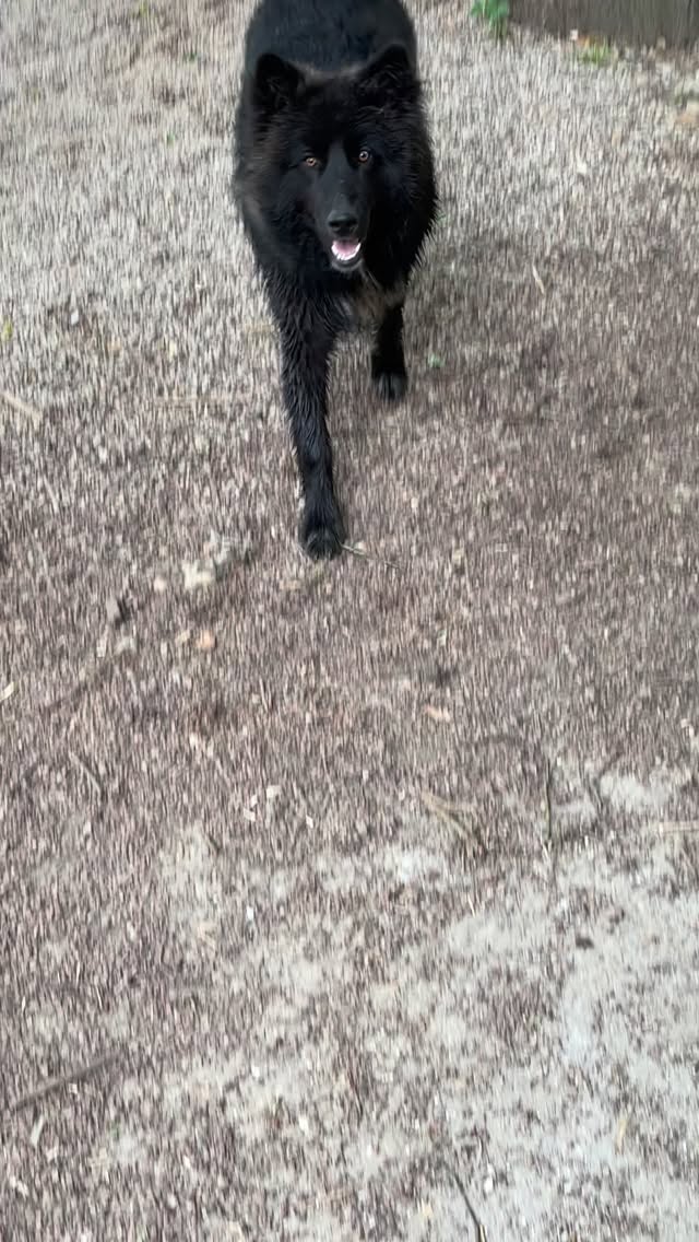Baignade + câlins + copains = chiens heureux 🥰