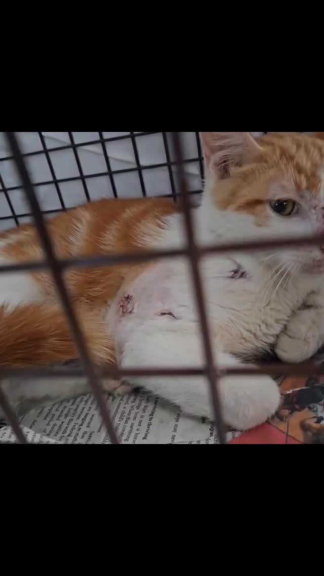 This 6-month-old kitten may have been attacked by a coyote and needs urgent vet care. He has a loving foster ready to care for him, but we need your support to cover his medical costs. Any donation, big or small, will help him on his road to recovery. Thank you for being his hero! Link to donate in bio
#catsofinstagram #catrescue #rescuecats #catlovers #catlovers