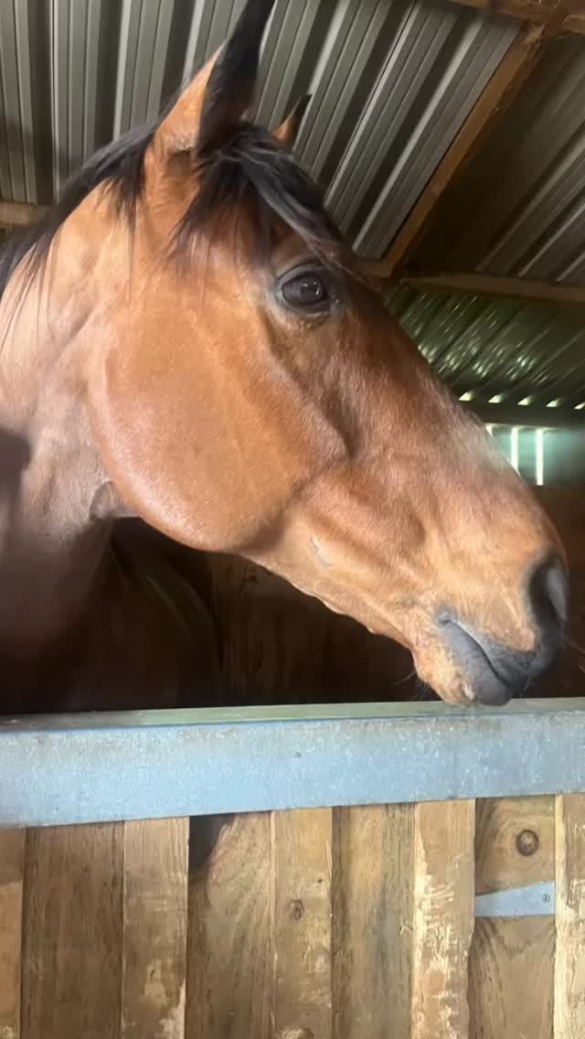 Thank you to the horses and humans I’ve connected with today 🤍
For trusting the pause…
For breathing into what’s really there…
And for being willing to meet each other on a deeper level. 🐴🫶🏻🔮✨#adulttrainingcamp #forestedgearena #grateful
