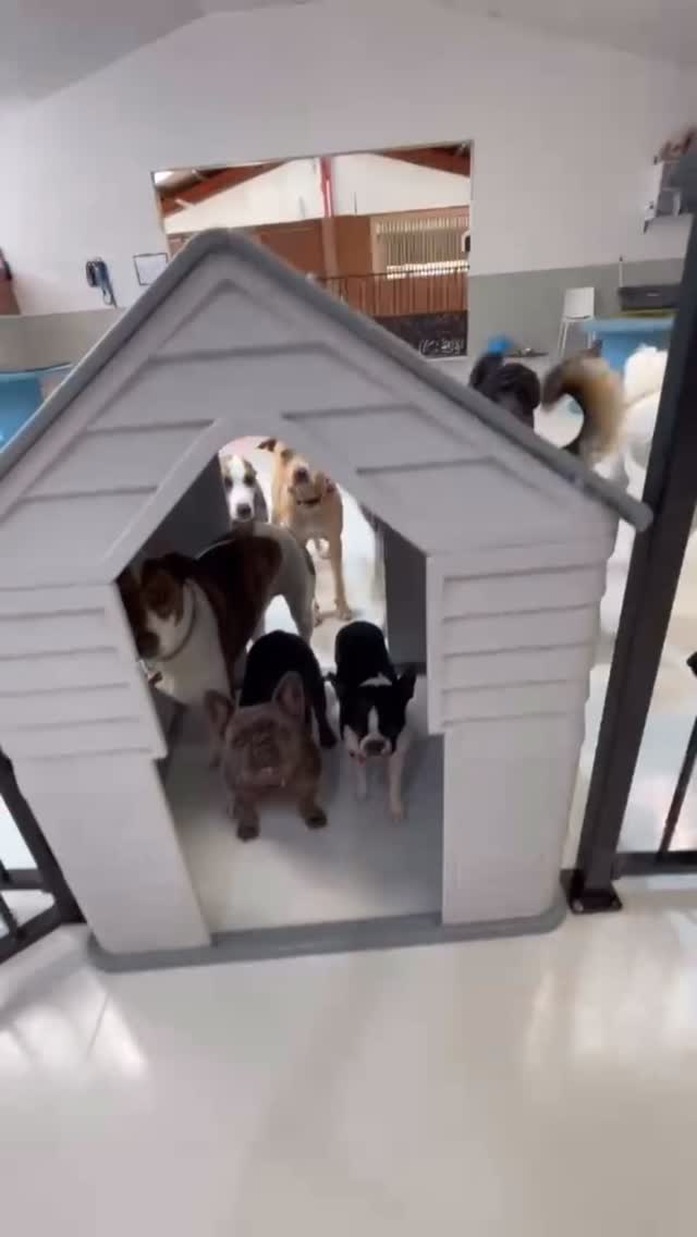 Daycare fun 🥰🥹🐾🐶💛
.
.
.
.
.
.
#dogdaycarefun #dogdaycarelife #wooflandnz #nzdogs #dogsofauckland