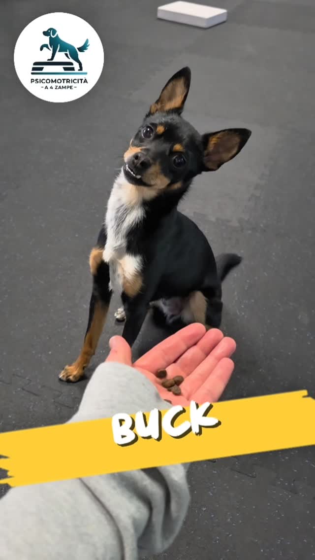 Buck, benvenuto in palestra 🤗