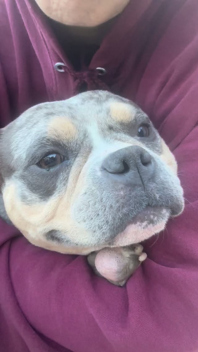 Just a quick shot of cuteness for your Thursday afternoon 🥰❤️
#818concepts #americanbully #thebullyobsession #dogsofig #igdogs