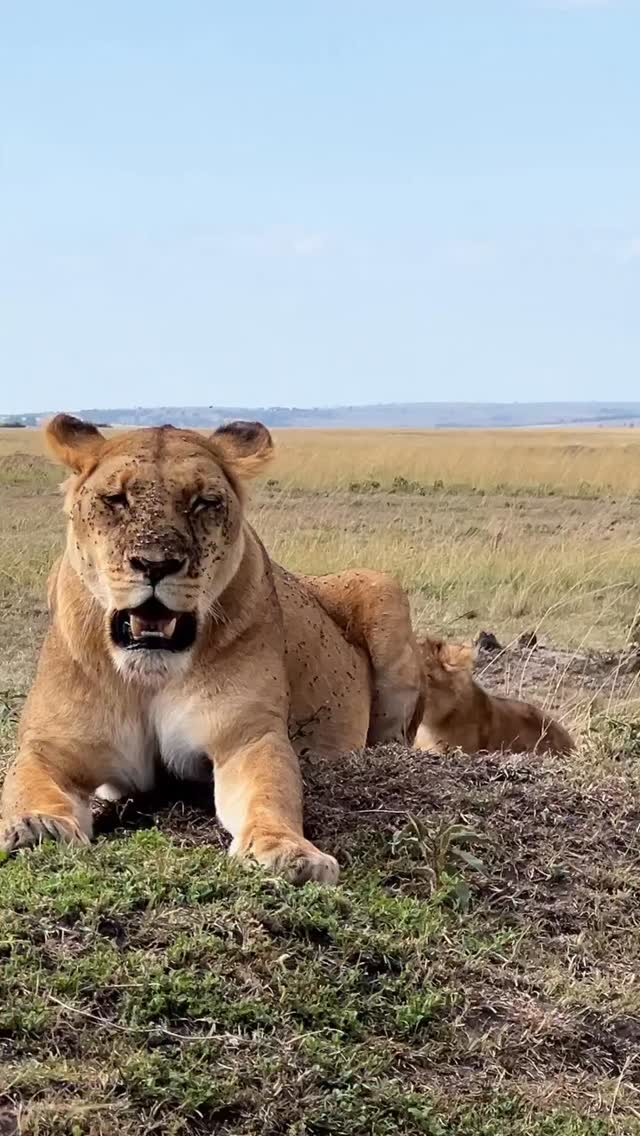 In the wild, a lioness does it all, a hunter, protector, and teacher. Her cubs learn survival, teamwork, and strength by staying close to her.
Book your lifetime adventure with us for unforgettable luxury safar
📧info@wenzitravel.com
🌐wenzitravel.com