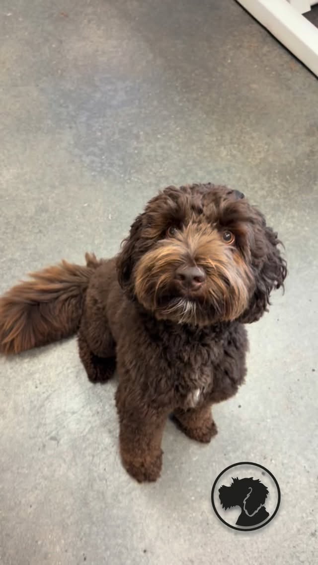 ✨ Spa Day for Sweet Elsie Mae! ✨
Our girl came in for the ultimate pampering — from a soothing soak to a gentle facial and all the extra love she could ever want. 💖🐾
She melted right into her spa treatment, and honestly… same, Elsie Mae. 😌🛁
Nothing beats seeing our pups leave feeling refreshed, soft, and oh-so-relaxed!
🎥 Watch her glow-up in action!
Groomed by Hunter .
.
.
.
#dogs #vonbarkees #vonbarkeesdogspa #wilmingtondoggroomer #doodlesofwilmington