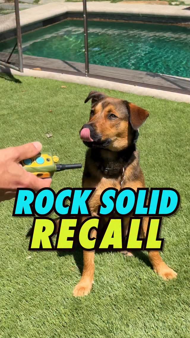 We train dogs in LA and NY, so if you need help with anything, just hit us up👆
PART 2 OF TRAINING IN THE NEXT REEL-
The e-collar is an invisible leash that gives dogs ultimate freedom to be off-leash anywhere, while giving owners ultimate security that we can keep them safe and call them back immediately.
I understand why this tool scares people 100% Because half of the e-collar training I do is to retrain it from when it was taught improperly, and this improper use is the reason it is misunderstood. The huge misconception is that it’s some electric sledgehammer, designed to zap dogs and punish them until they listen. This comes from both dog abusers who want to hurt animals and naïve owners who’ve never looked further past that to understand how it’s supposed to be used. I teach most of my clients how to use this tool with dogs from 8 to 80 pounds, and it has become their best friend’s best friend.
We’re here to show you how this tool becomes a game-changer for both you and your dog.
#dogs #dogtraining #rescuedogs #dogmom #dogdad