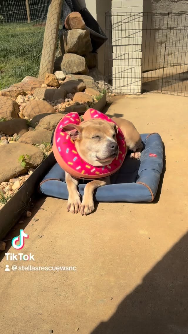 Butter is an absolute vibe today. If you’re struggling with midweek meltdowns, please know that Butter is not. She is, however, utilizing her inflatable cone as a neck pillow, solar charging & snoring. 🍩#rescue #rescuedog
#pitbulls #adoptdontshop
#dogsofinstagram