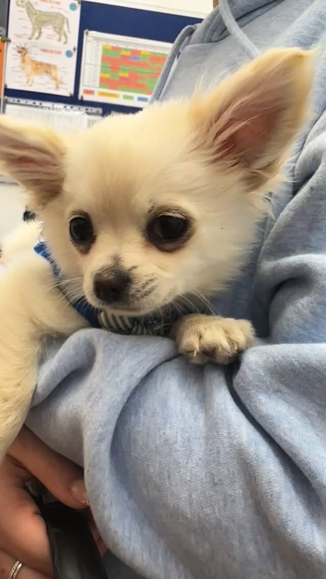 The Sweetest Pudding EVER! 🥹💙
Meet Pudding the Chihuahua, visiting us for his first-ever Puppy Groom! It’s safe to say we all fell in love with this tiny sweetheart the moment he waddled in. 💛
🐾 Starting Off on the Right Paw
The salon can be a big, scary world full of loud noises and strange equipment. Pudding’s mama made the best choice by starting his grooming adventure early. Introducing puppies to the sights and sounds of the salon at a young age helps them grow into confident, relaxed adults!
✨ Building Confidence
Pudding was a little unsure of the blow dryer at first, so Abbie changed things up! She got right down to his level, sitting with him on the table to make him feel safe and at ease. By the end, he was a total pro.
What’s included in our Puppy Groom?
🫧 Relaxing Bath & Blow Dry
✂️ Hygiene Trim & Paw Tidy
🐾 Gentle Nail Trim
Well done, Pudding! We can’t wait to watch you grow and see your progress at your next visit. 🌟
🐶 Have a new addition to the family?
💬 Comment “PUPPY” below to find out more about our 3 for 2 Puppy Introductory Packages! 🤑