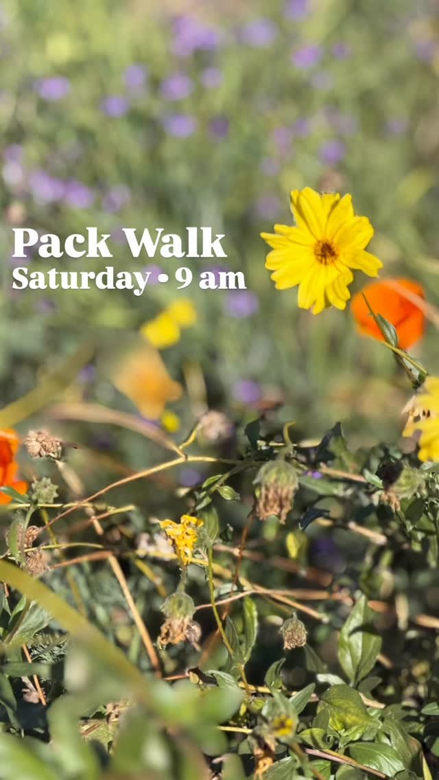 Join us for a walk by the lagoon and the marina! Saturday, Colorado Lagoon, 9 am on the corner of Orlena & Vermont. See you soon!
Our walks respect you and your dog’s need for space, help dogs learn to be calm around others and create an opportunity for us to meet and support each other. Walks among others can satisfy our dog’s need to belong and often lead to a long nap afterwards. And if you need help with any behavior challenges, we can offer suggestions to help you overcome or manage them. Please reach out!
Some of our dogs are scared. Some are shy. Some are reactive. Some are friendly, but learning how to be calm around others. We maintain these rules on our walks: a minimum of ten feet from others (unless dogs are together), one dog per handler, a six-foot or shorter leash (no retractables, please) and NO dog intros. It is everyone’s responsibility to keep their dogs safe and safely under control. If you can follow our rules, you are welcome to join us. Please feel free to use a muzzle if your dog would benefit from it. If you’re not sure if your dog would do well at a pack walk, please message us for more information.
#packwalk #longbeachdog