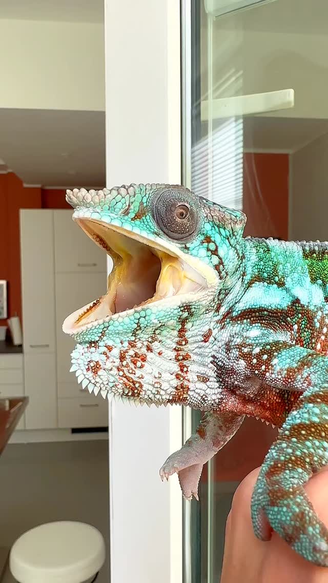 Ein paar Exoten der letzten Tage…