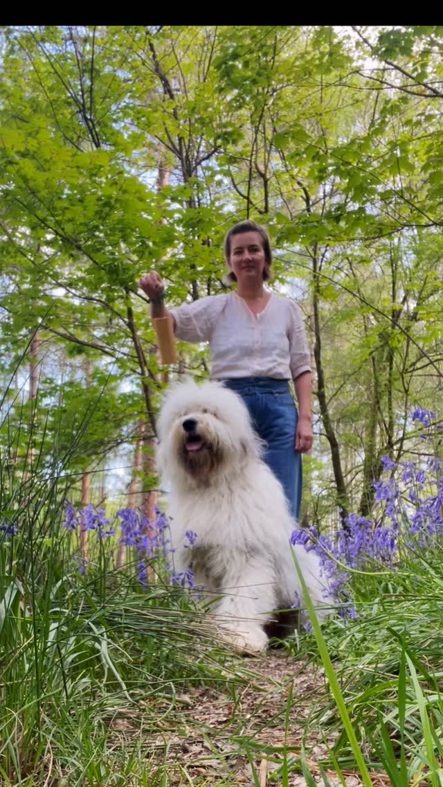 Jimi and I have been soaking up the morning bluebells with a little koshi chime magic.✨
There’s something about the koshi chime that feels like fairy dust 🧚🏼 delicate, shimmering, alive. Bluebell season just calls for the koshis! An invitation to the fairy folk to come and play and #oldenglishsheepdogs
too! 🐶💗
#amersham #bluebells #oldenglishsheepdogsofinstagram