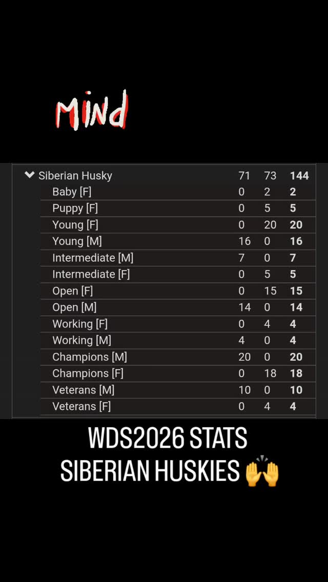 144 Siberians entered at WDS2026
#worldchallengeoftopdogs2026 #wds2026🇮🇹 #teamKnox
