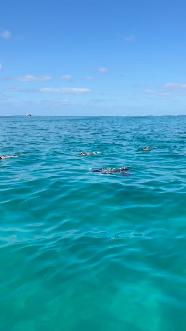Mentally here …!
Still thinking about swimming with manta rays?… well it doesn’t really leave you! Join us tomorrow.. you won’t regret it 🩵
Coral Bay Exclusive 🪸
#coralbay #exmouth #mantarays #ningalooreef #ecotourismaustralia