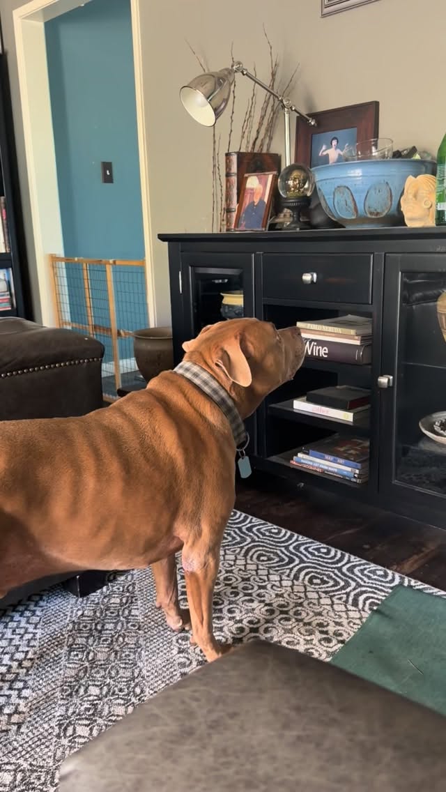 🐸🐸
Illustration: @lbccookieco