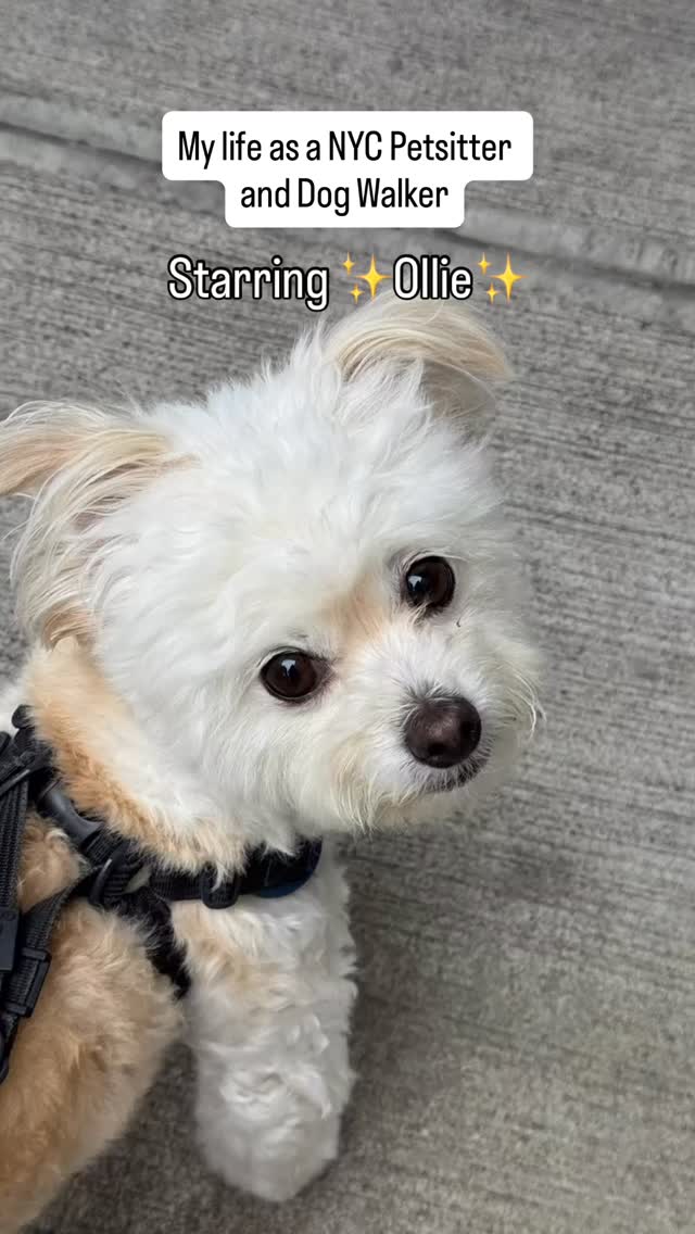 Ollie loves exploring the city, and your pup could be next! đď¸đž
If youâre looking for a petsitter or dog walker in NYC to go on adventures with your dog, or for daily check-ins or overnight petsits, Iâm here for you!
For booking/inquiries:
đ§: hailey@nycpetadventures.com
đ: nycpetadventures.com
#nycpetsitter #nycdogwalker #nycdogs #cutedogs #dogsofinstagram