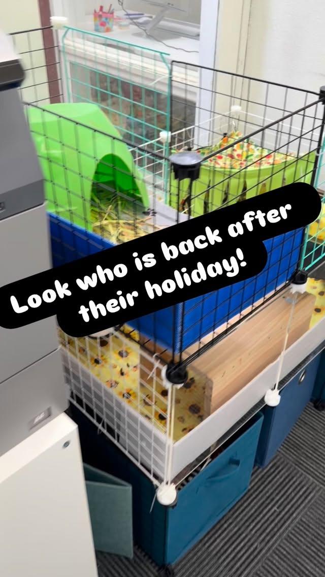 Look who is back in the clinic…! 👀 🐹
We welcomed back Mufasa and his new room mates, Pumba, Hippo and Ed back to the East Malvern clinic today.
Thrilled to have our therapigs back!
#malvernspeechpathology #therapigs #therapyanimals #earlyinterventionspeech
