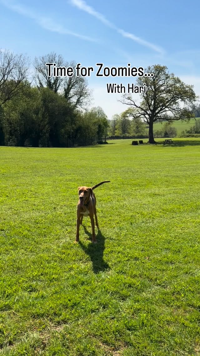 Zoomies with Hari on our Wednesday Field Trips! Hari was loving the sunshine and the chance to run around with his friends ☀️🐾
#doggydaycare #zoomies #dogs