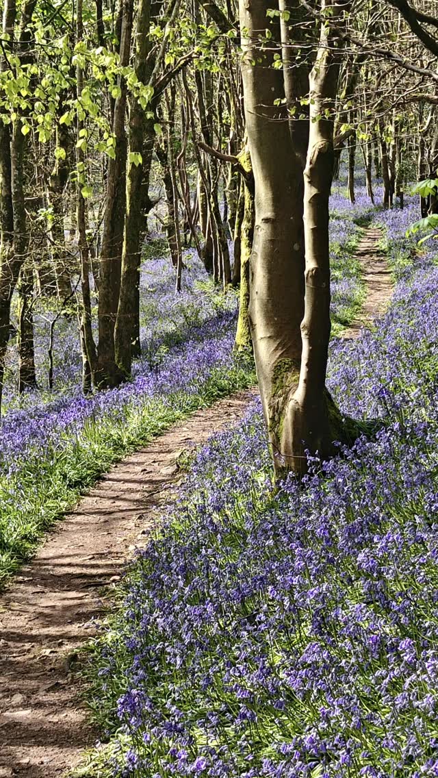 Imagine stepping into a woodland scene straight out of a fairy tale! π§ββοΈ Today's lovely adventure at Muncaster Castle led us through a vibrant, sprawling carpet of delicate bluebells, painting the forest floor in breathtaking hues of indigo and violet. π Sunlight, dappled and dancing, filtered gently through the, leafy canopies of the trees, creating mesmerising patterns of light and shadow that played across the fragrant blossoms. β¨ We meandered along winding paths, breathing in the fresh, earthy scent of the woods, occasionally pausing to admire a particularly striking cluster of blooms or listen to the chirping of birds. π¦ We were able to truly immerse ourselves in the tranquility and sheer beauty of nature. π It was an experience that uplifted our spirits and soothed the soul πΏ Truly a day to remember! π₯°
#bluebellseason #muncastercastle #bluebellwalk