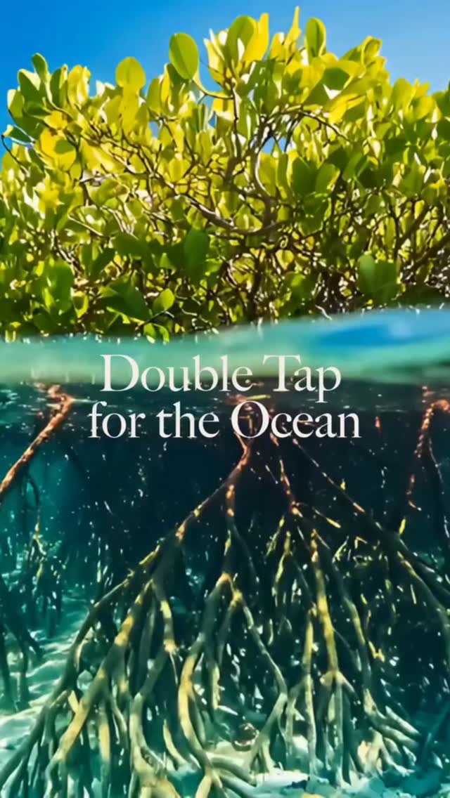 Double Tap for the Oceanð We're joining forces with @veritreeofficial to use social media for good. Every like and/or share plants mangroves to support the Blue Planetð protecting coastlines, providing critical habitats and improving water quality in Brazil and East Africa.
This campaign is open to all participants who engage with the designated social media post(s) from April 22, 2026 (Earth Day) to April 30, 2026.
ð For every like on this post, 1 mangrove will be planted.
ð For every share of this post, 5 trees will be planted.
ð All activity must take place on this post to be eligible.
ð veritree has committed to planting up to 2,000 trees total per corporate partner and Eminence Organics has committed to planting up to an additional 2,000 trees as part of this campaign.
All the above is for the original post. Profile link below! â€ïž
___
No purchase necessary.
Reposted @eminenceorganics