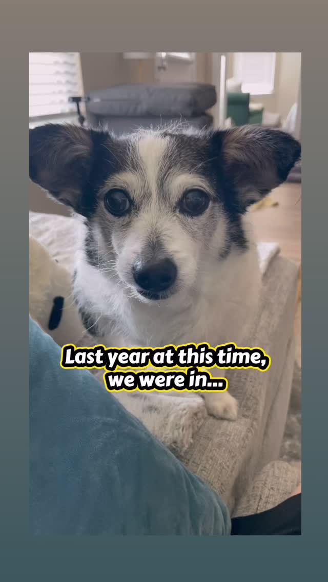 The RETS 4 PETS app also has businesses and savings for pet parents in Las Vegas! Eddie and I lived there for a few months before moving to Texas and we had time to check out the pet scene! We picking up expanding there again. We just added @thewaggingtaillv to the app. The Wagging Tail is locally-owned by mother and daughter- Kim and Lindsay. They research every product they sell. They only sell products with the highest quality of ingredients and the best products for both dogs and cats. They love to educate pet parents on pet nutrition, so if you have any questions- ask them! They host regular pet adoption events. They can’t wait to meet your pet and have you part of their community!
#lasvegas #lasvegasdogs #lasvegascats #petcare #holisticpets