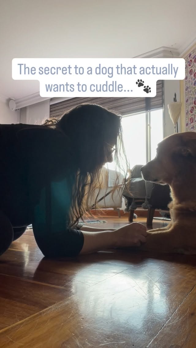 Is it even a petting session if the second dog doesn’t get FOMO? 😅
This all starts with HOW you approach your dog. Get low. Let them be calm first. No rushing. When they feel safe THIS is what you get.
Most new pet parents think training is just about ‘Sit’ and ‘Stay.’ It’s actually about building a bond so strong they can’t help but ask for more pets!
Si estás en Bogotá, visítame en FILBO, Corferias 📍
Tengo una edición especial del cómic esperándote.
Porque cada perro merece un dueño que lo entienda de verdad 🐾📖
¡Estamos hasta el 4 de mayo, no te lo pierdas!
#VidaConPerros
#FeriaDelLibroBogotá2026
#DogTraining