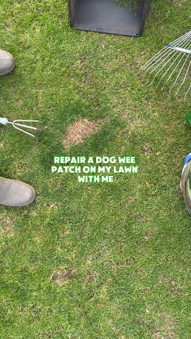 Dog wee patches can really ruin a nice, lush lawn, but fixing them can be simple ⬇️
1. Scratch the patch out, removing any of the dead grass.
2. Apply grass seed to the area.
3. Apply top soil over the top of the seed, patting it in.
4. Spike the seed in, to maximise soil to seed contact.
5. Water twice a day for 10 to 14 days if no rain is due.
It’s as simple as that 🌱
grass | lawn care | lawn | green grass | gardening