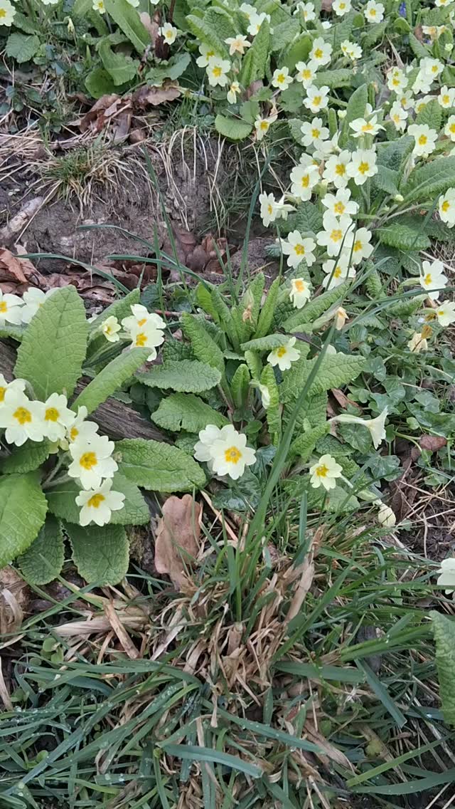 Bed of primroses 🥰
.
.
.
.
Inspiration - What inspires you?
.
.
.
.
#naturalskincare
#handmadebynatureuk
#plasticfree
#skincare