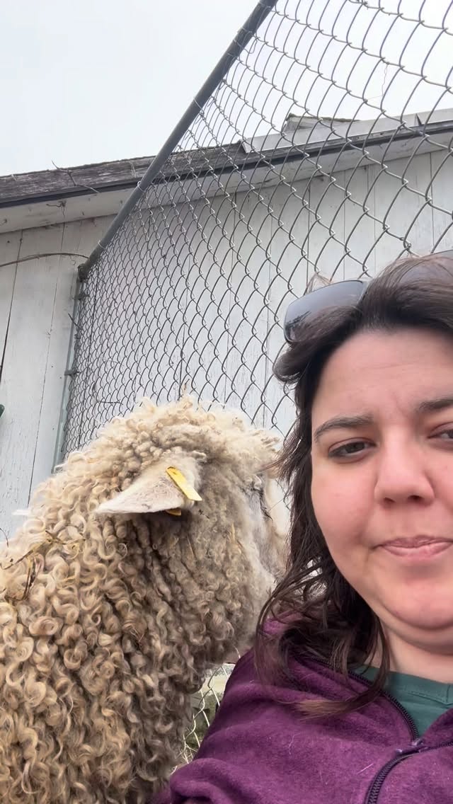 Noel heard #asmr is really popular so she wanted to demonstrate her skills…as close to my ear as possible.
#farmlife #sheep #nysheepandwool