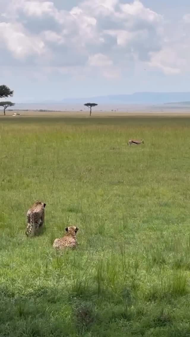 ⚡ Predator vs Speed ⚡
A cheetah locked in position… every muscle ready to explode. One second later — the chase begins. But today, speed wins. The gazelle escapes in a breathtaking burst of agility and instinct.
In the wild, every moment is survival. Every second counts.
📩 info@gnadesafaris.com
#GnadeSafaris #CheetahVsGazelle #SafariMoments #WildlifeDrama #AfricanSafari