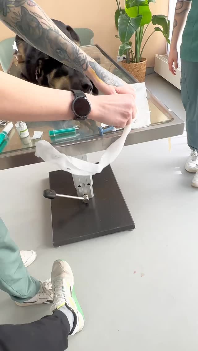 Paya hat Zahnschmerzen… wir wissen warum